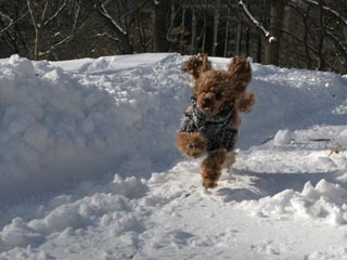 Snow in Central Park