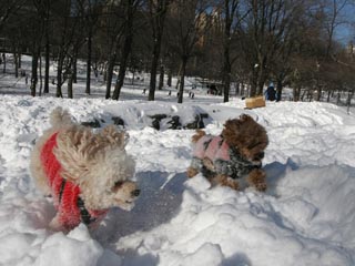 Snow in Central Park